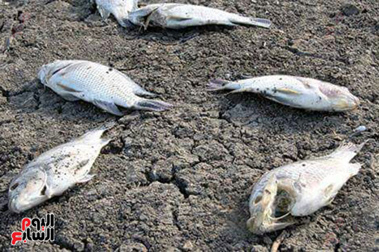 الصيد بالكهرباء خطر يهدد البشر والأسماك فى بحيرة المنزلة (1)
