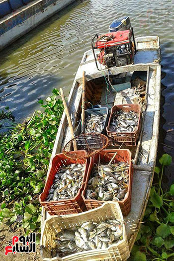 الصيد بالكهرباء خطر يهدد البشر والأسماك فى بحيرة المنزلة (3)