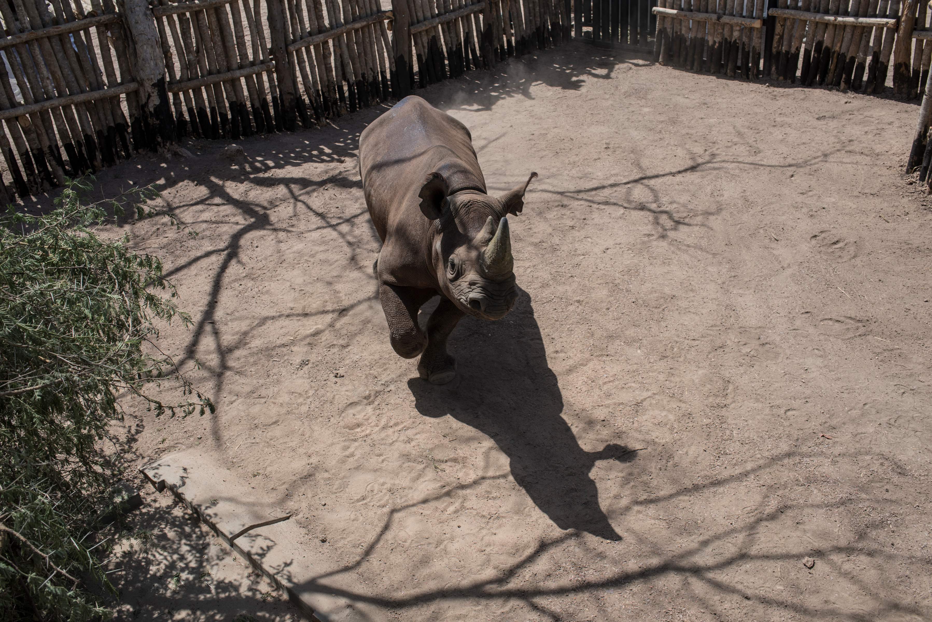 حيوان وحيد القرن الأسود