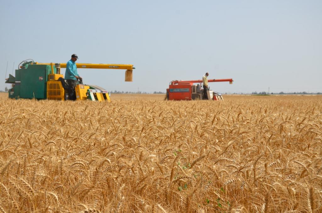 آلات دراس وحصاد القمح        