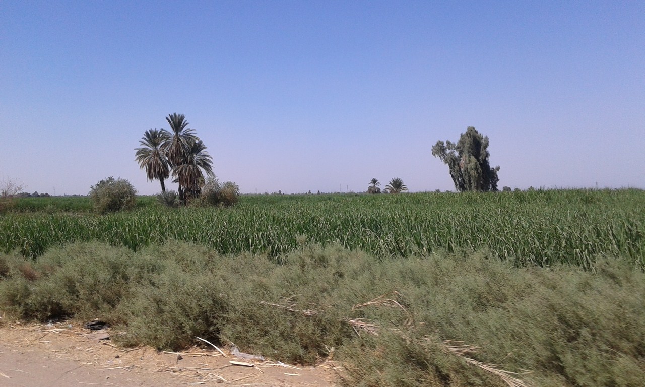 زراعات قصب باسوان 