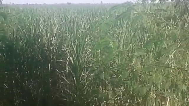 محصول القصب هو المحصول الرئيسى بمحافظة أسوان1