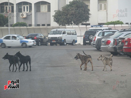 بمحيط قسم شرطة بورفؤاد ثان الكلاب تهدد المارة