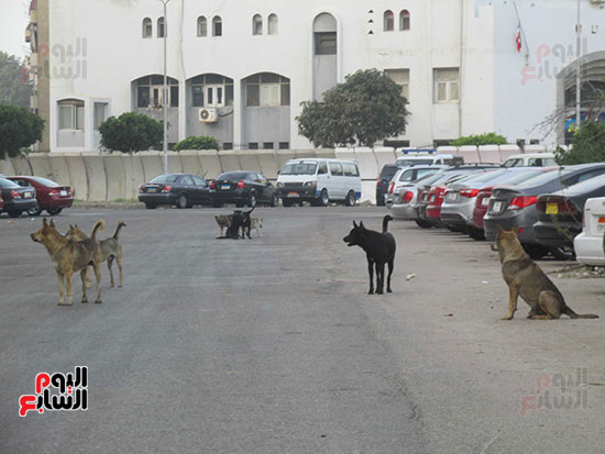 الكلاب تسير مجموعات وسط الطريق  العام  تكشر عن أنيابها