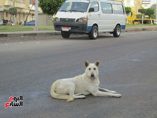 وآخر يجلس وسط الطريق العام