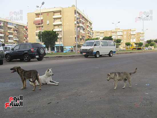 قط يهاجم كلب ضال بالطريق العام
