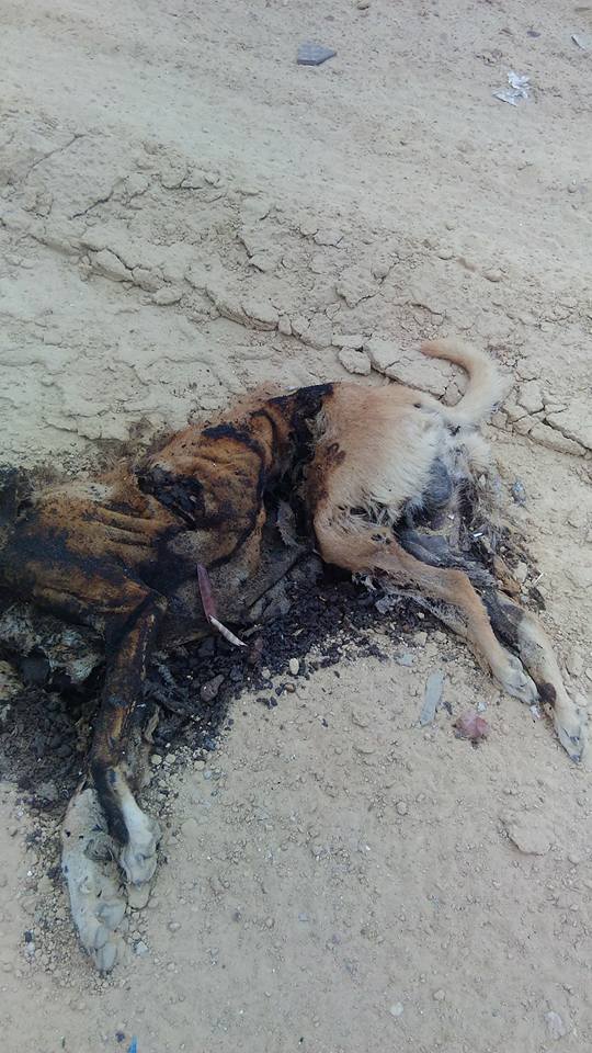 تعذيب الكلاب وقتلهم بالحرق