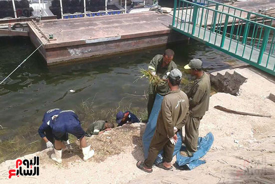 أعمال تنظيف نهر النيل لعمال مجلس مدينة الأقصر