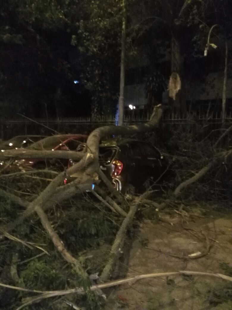 سقوط شجرة على سيارة (3)