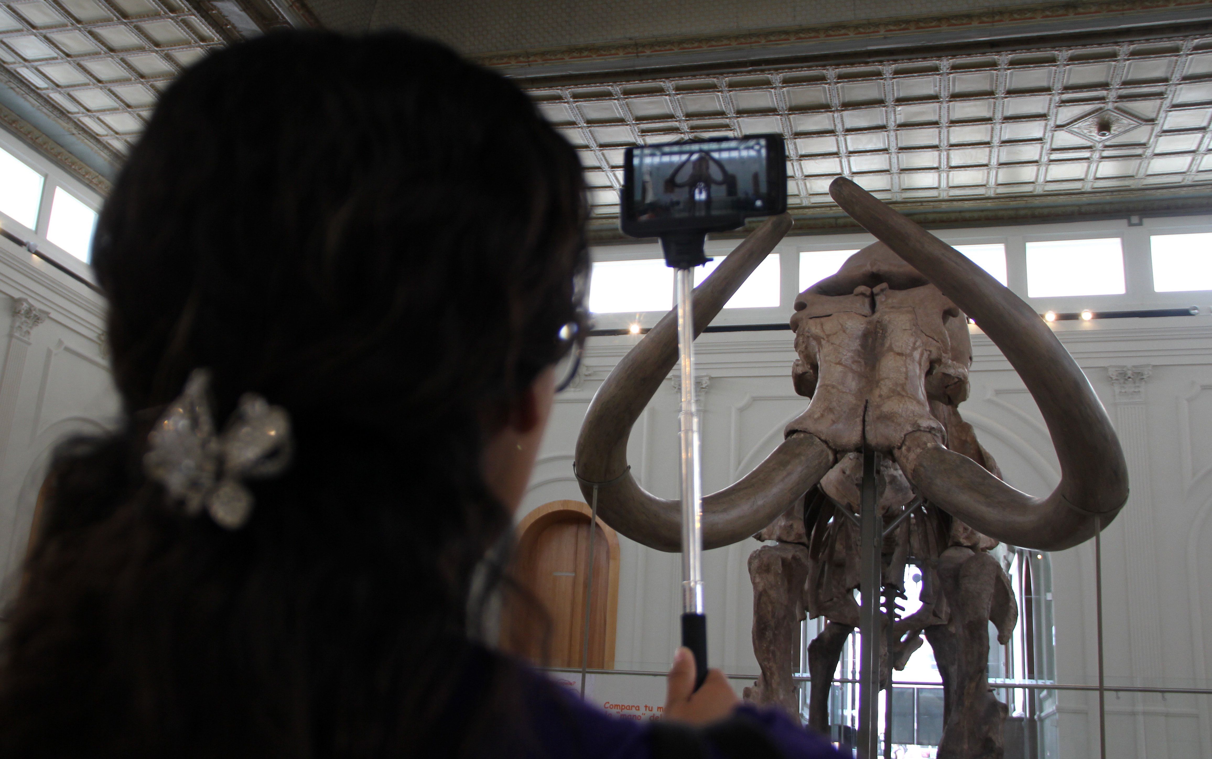 المكسيك تعرض هيكل عظمى ضخم لحيوان الماموث فى متحف
