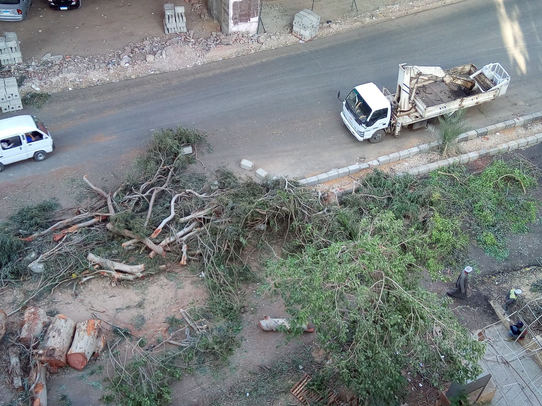 مذبحة أشجار فى شارع المريوطية