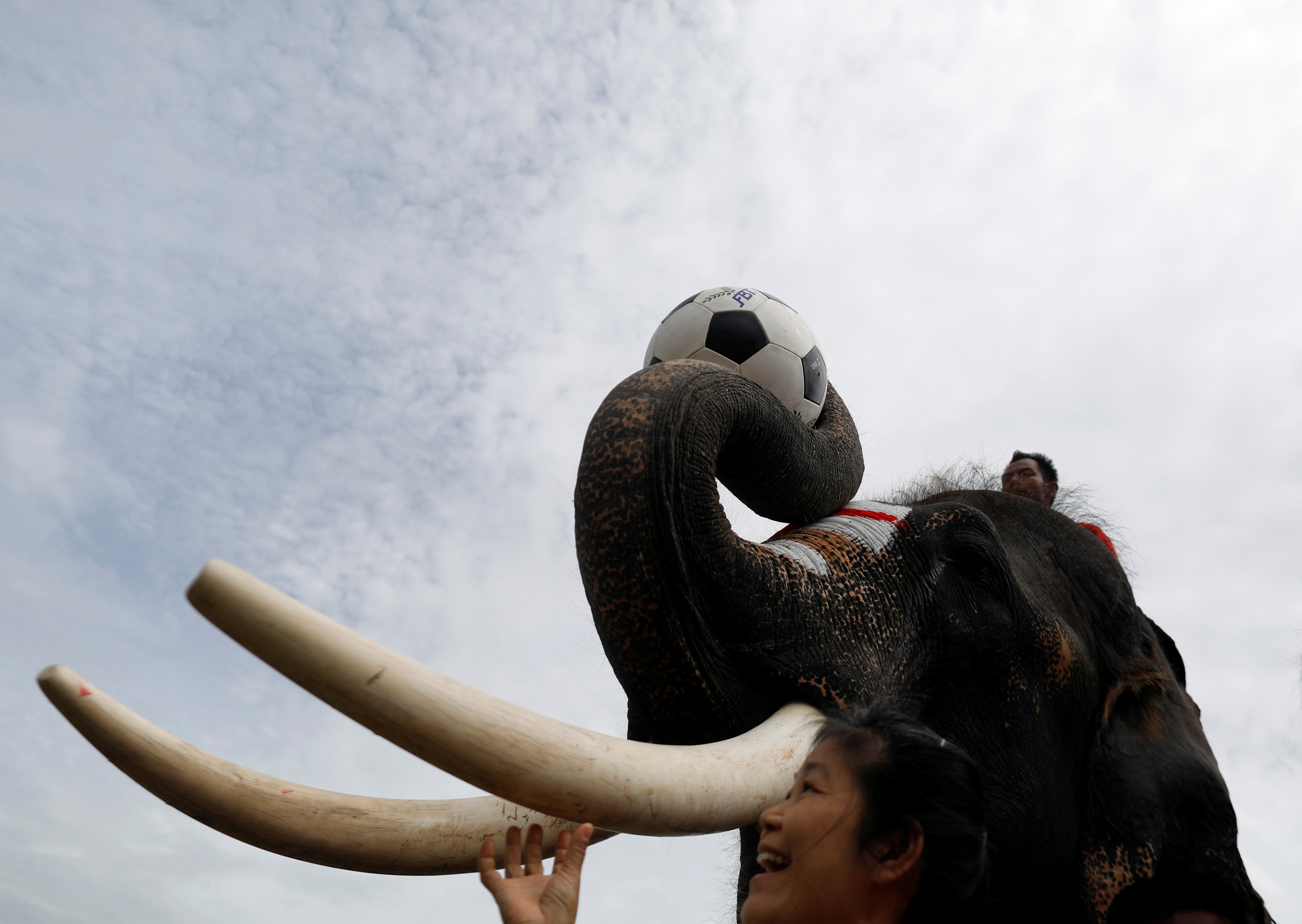 فتاة تايلاندية تقف بجوار فيل أثناء لعبه مباراة كرة قدم
