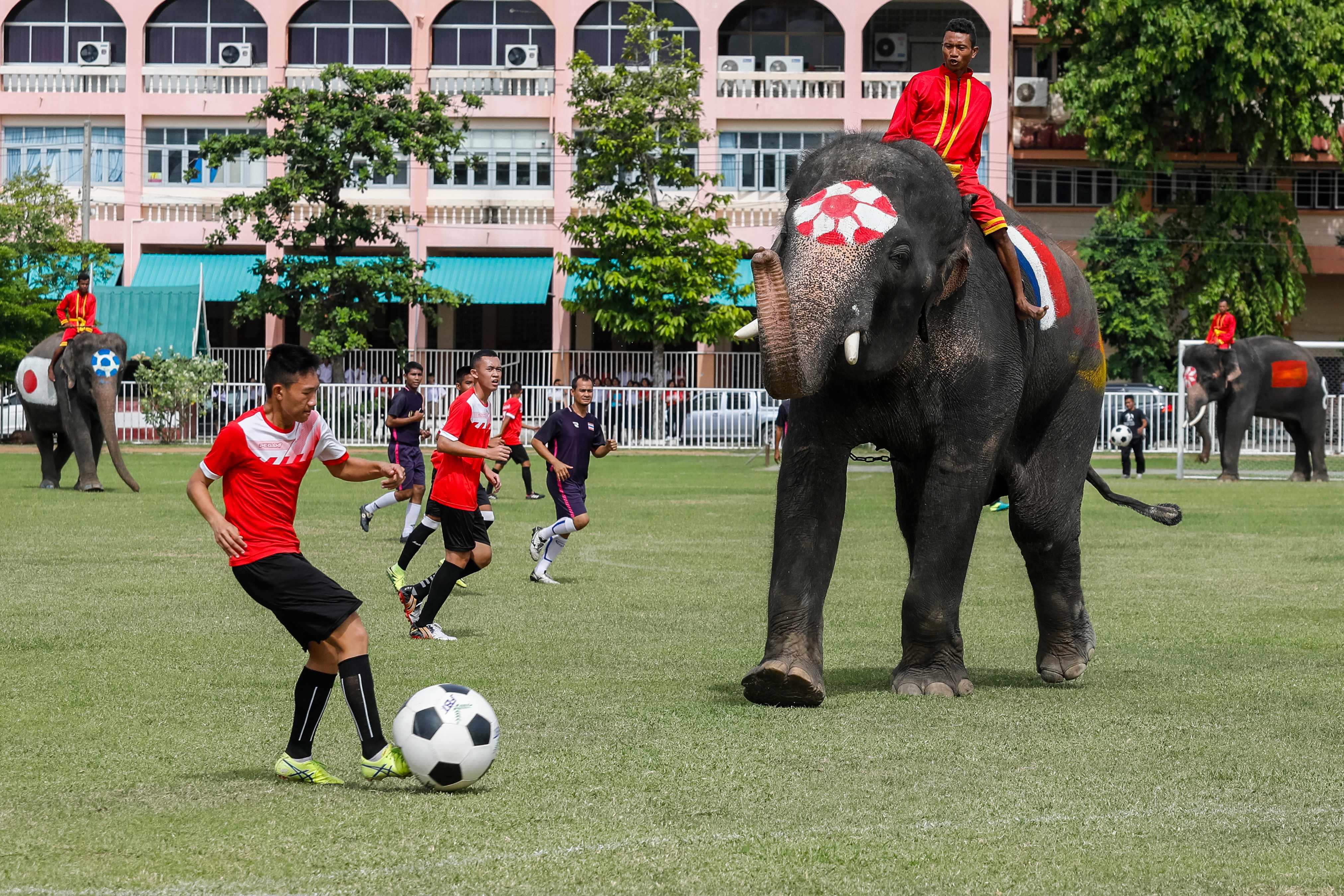 مباراة الأفيال فى تايلاند