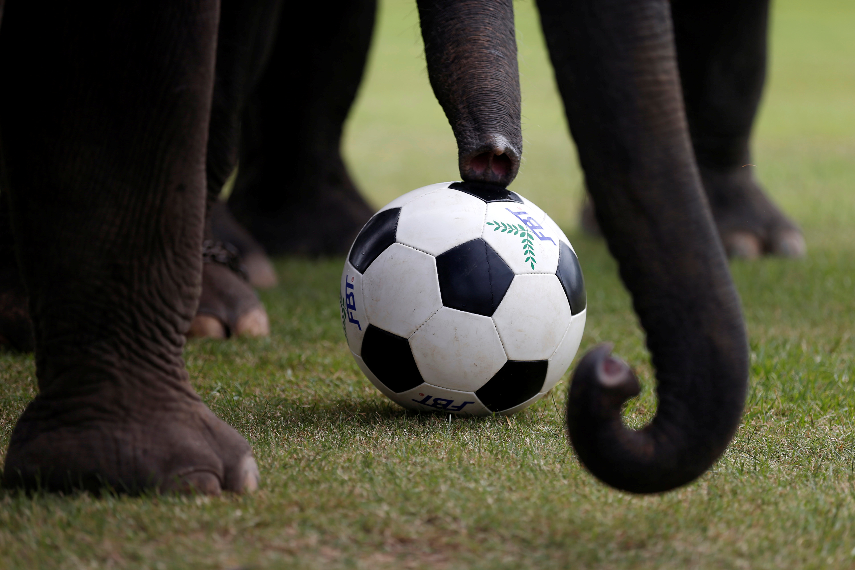 فيل يثبت كرة قدم تحت أنفه الطويل