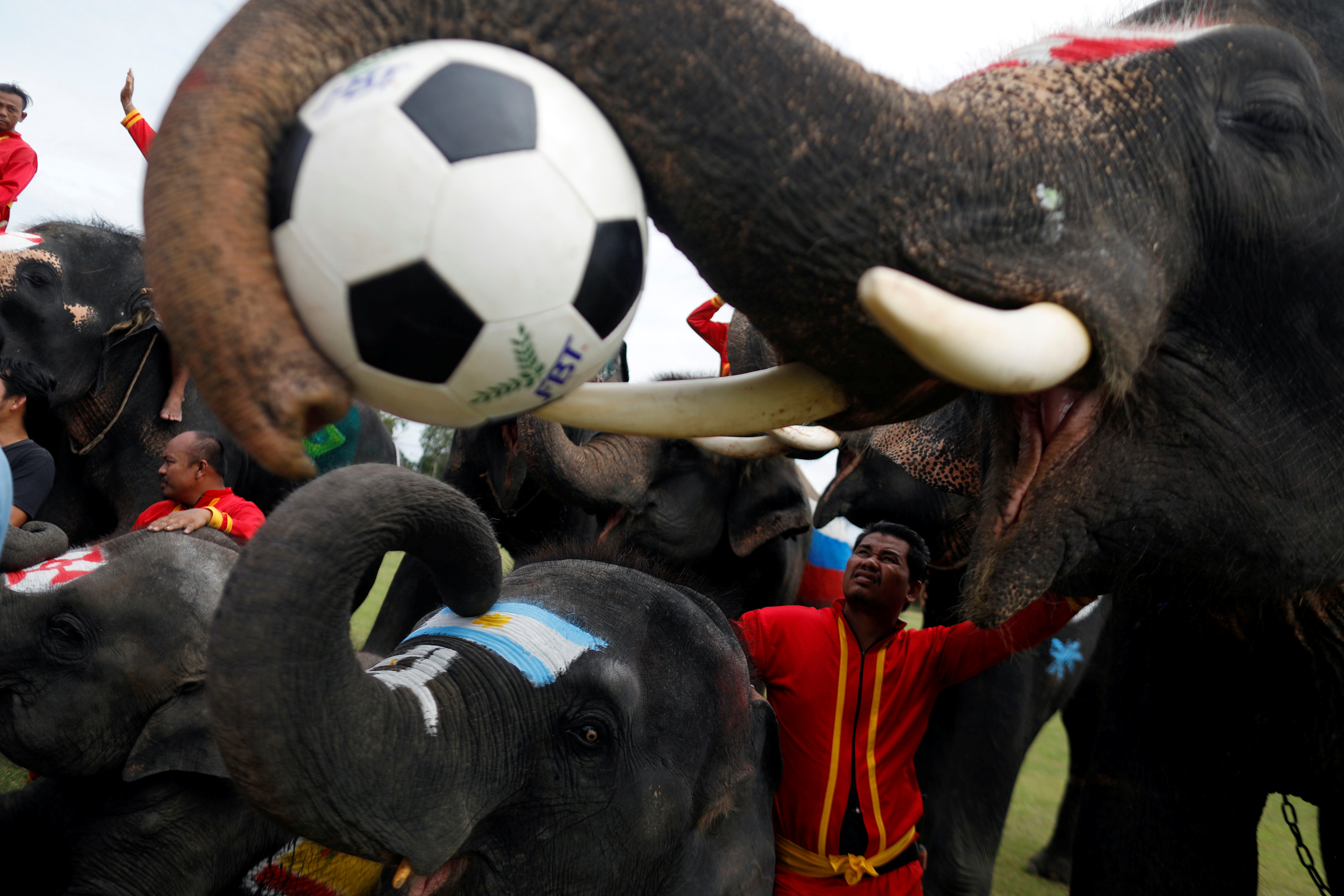 الأفيال تتزاحم لالتقاط كرة القدم خلال مباراة فى تايلاند