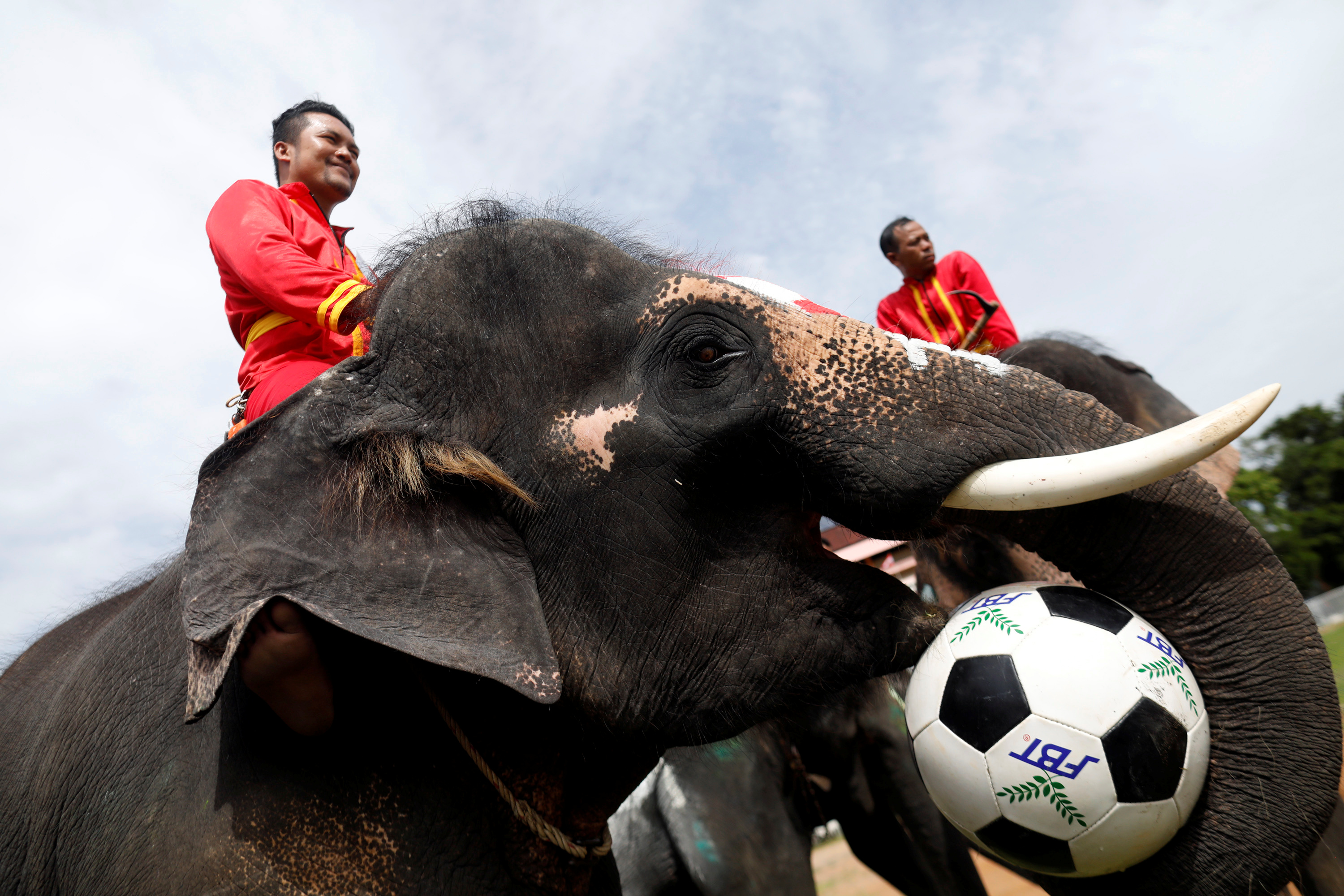 فيل يمسك كرة قدم بأنفه الضخم فى تايلاند