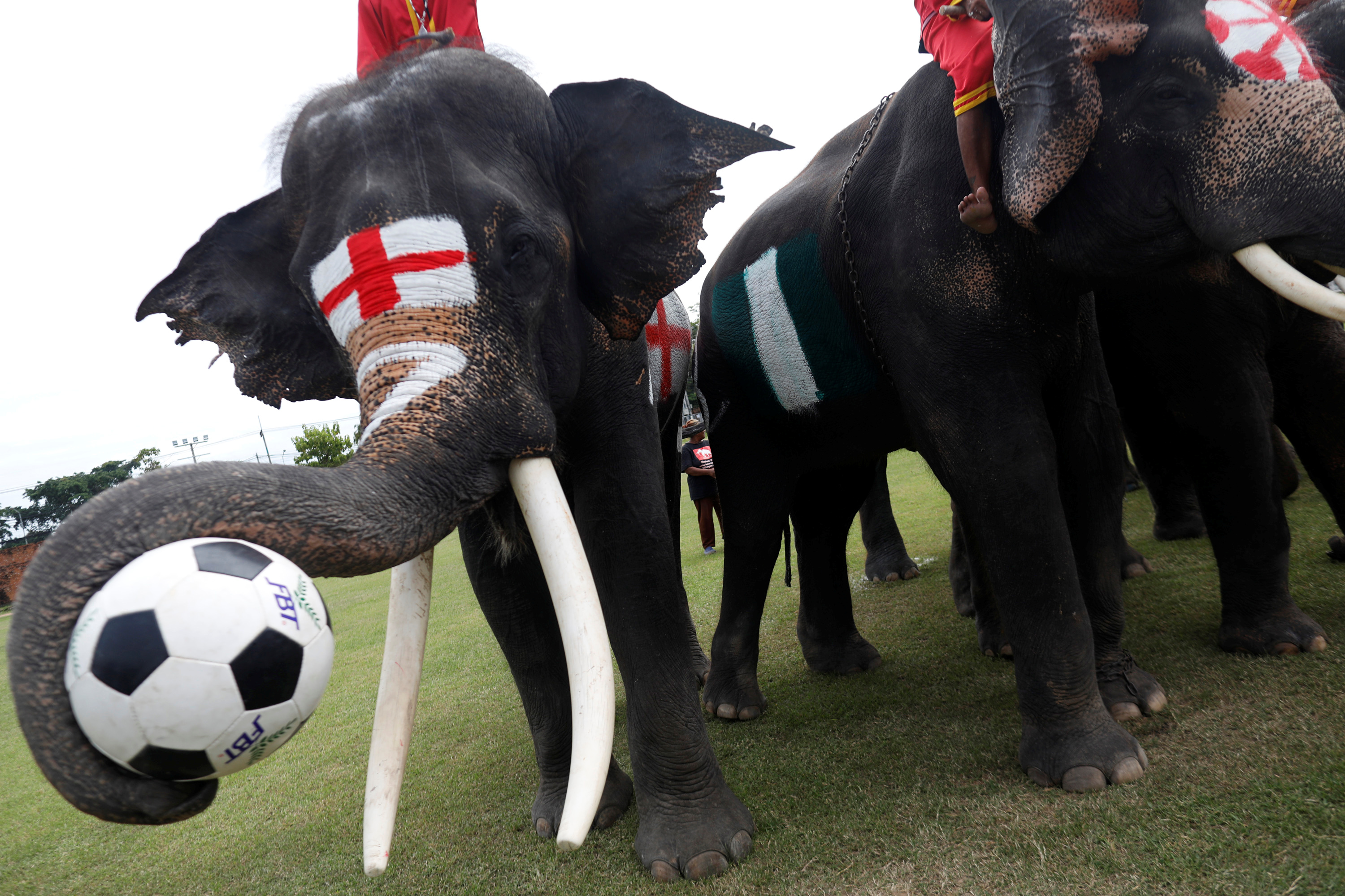 الأفيال تتسابق فى مباراة كرة قدم بتايلاند