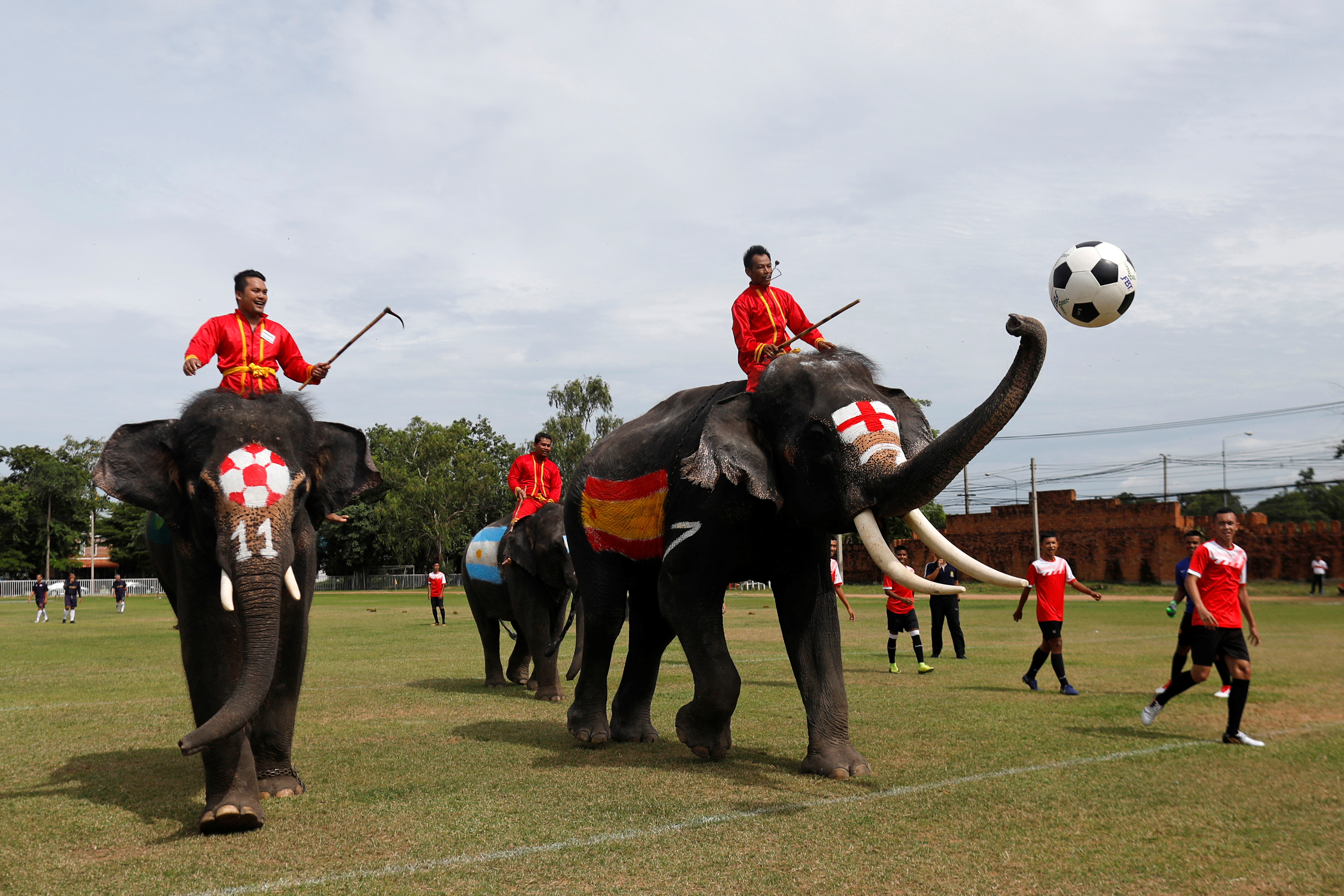 أفيال تلعب كرة قدم فى تايلاند قبل كأس العالم