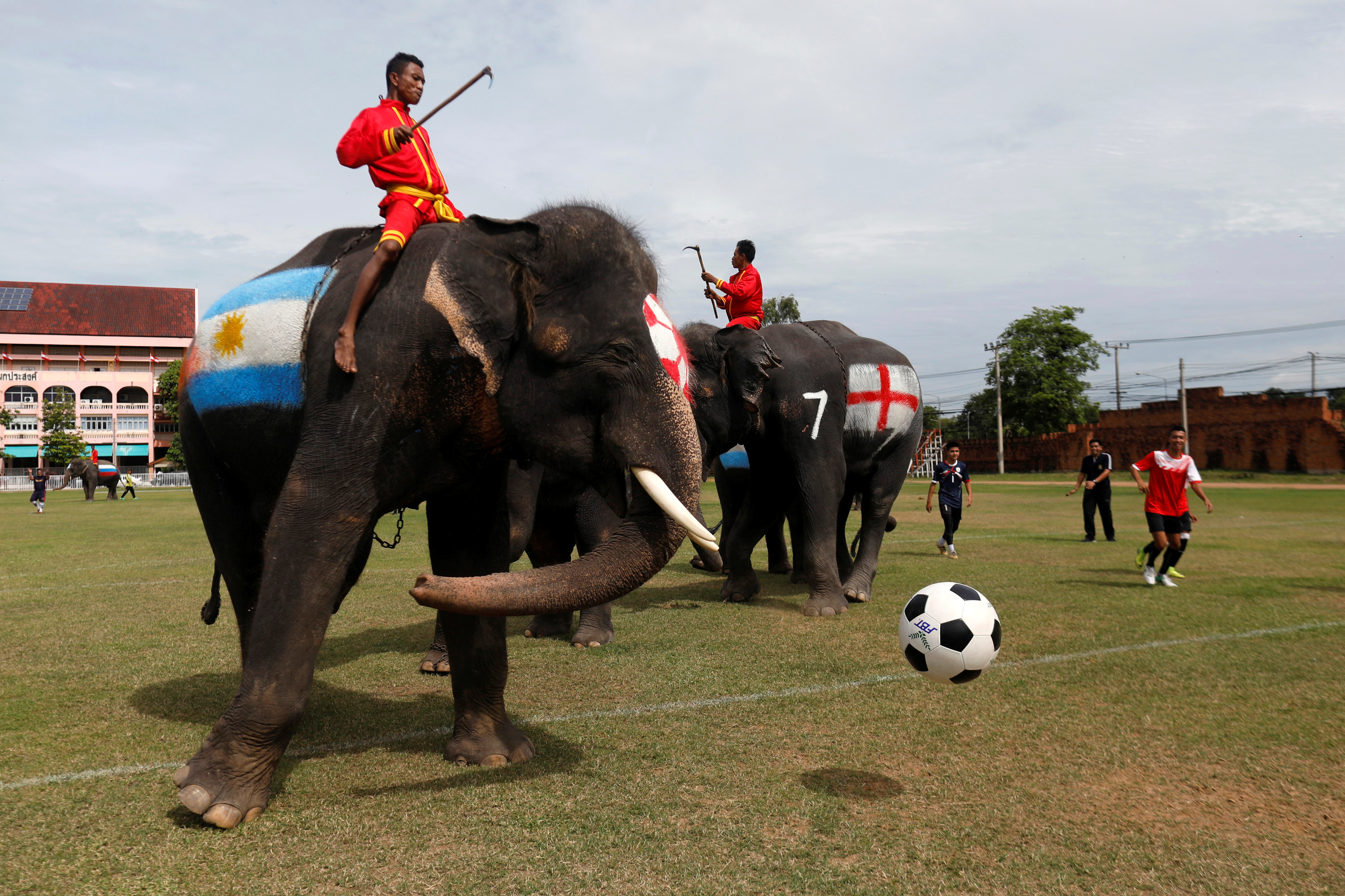 مباراة كرة قدم للأفيال فى تايلاند