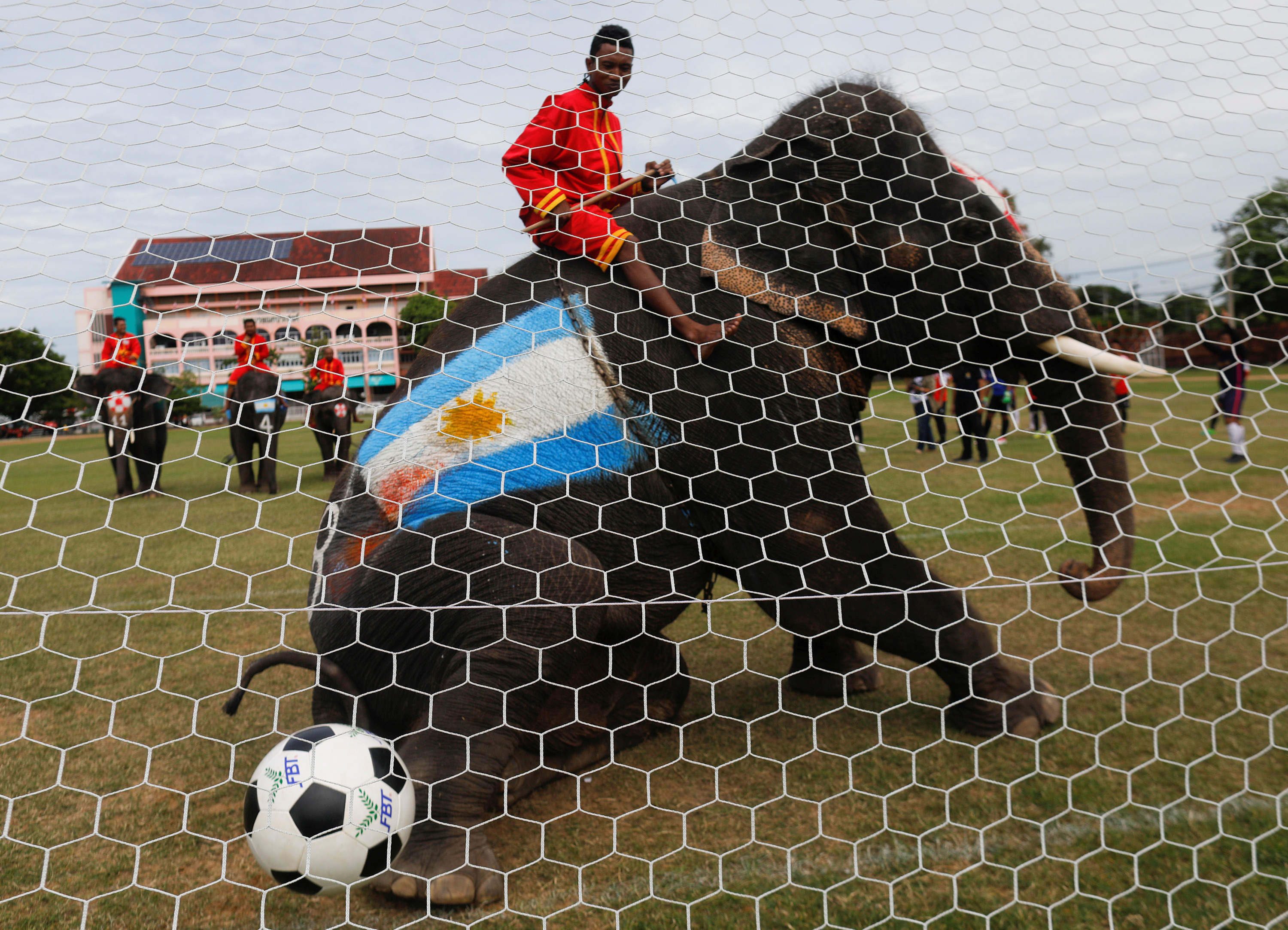 فيل يحرز هدفًا خلال مباراة كرة قدم فى تايلاند