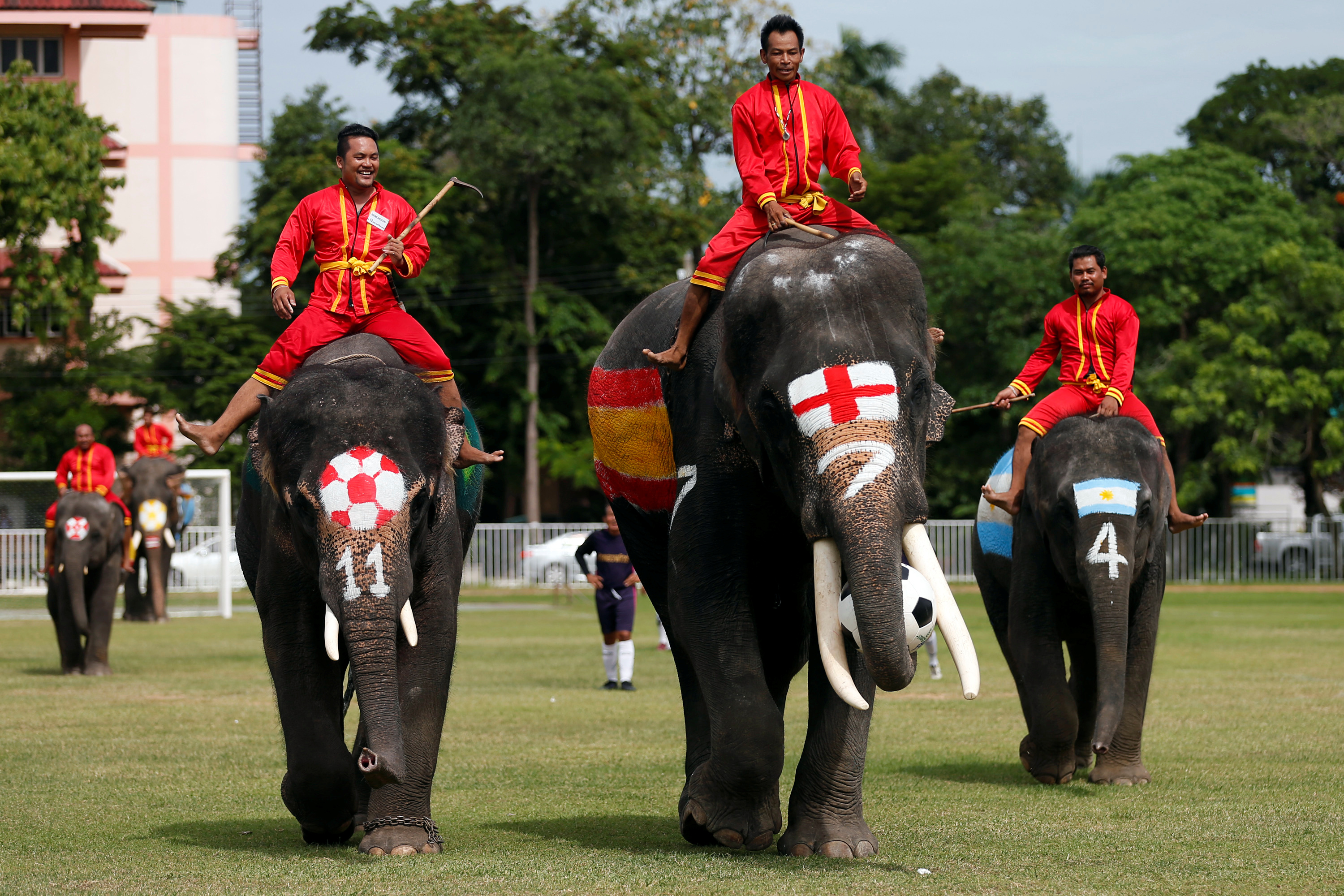 أعلام الدول تزين الأفيال فى تايلاند خلال مباراة كرة قدم