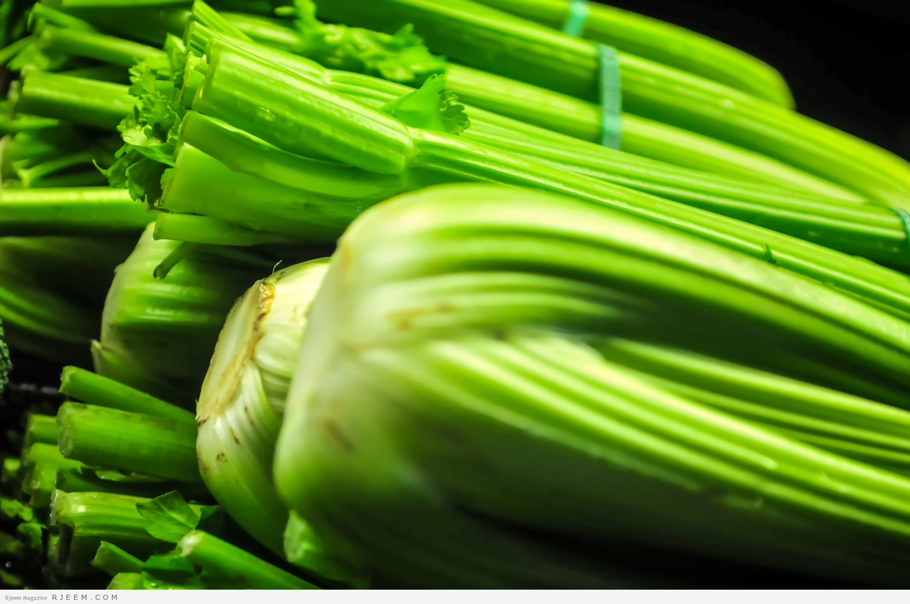 Фото сельдерея. Сельдерей celery. Сельдерей кочанный. Сельдереевка. Сельдерей HD.