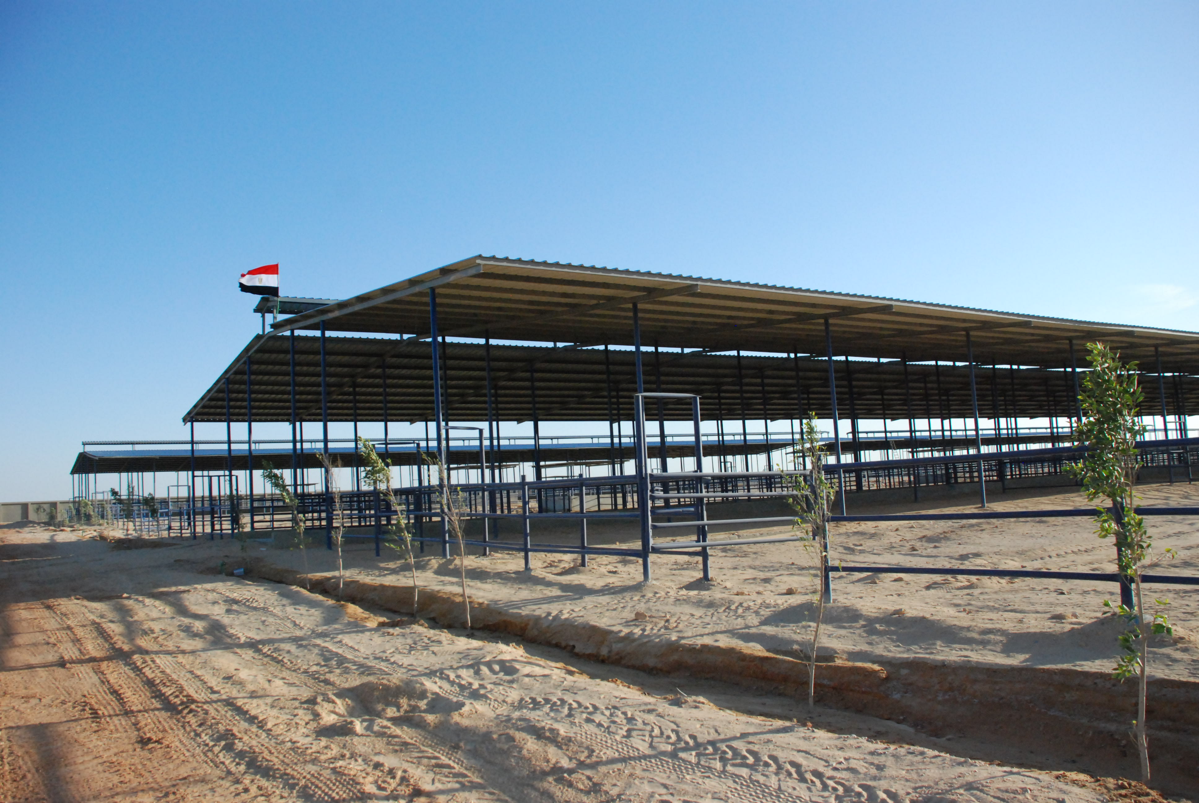 المرحلة الأولى من مشروع الـ20 ألف فدان بغرب غرب المنيا  (6)