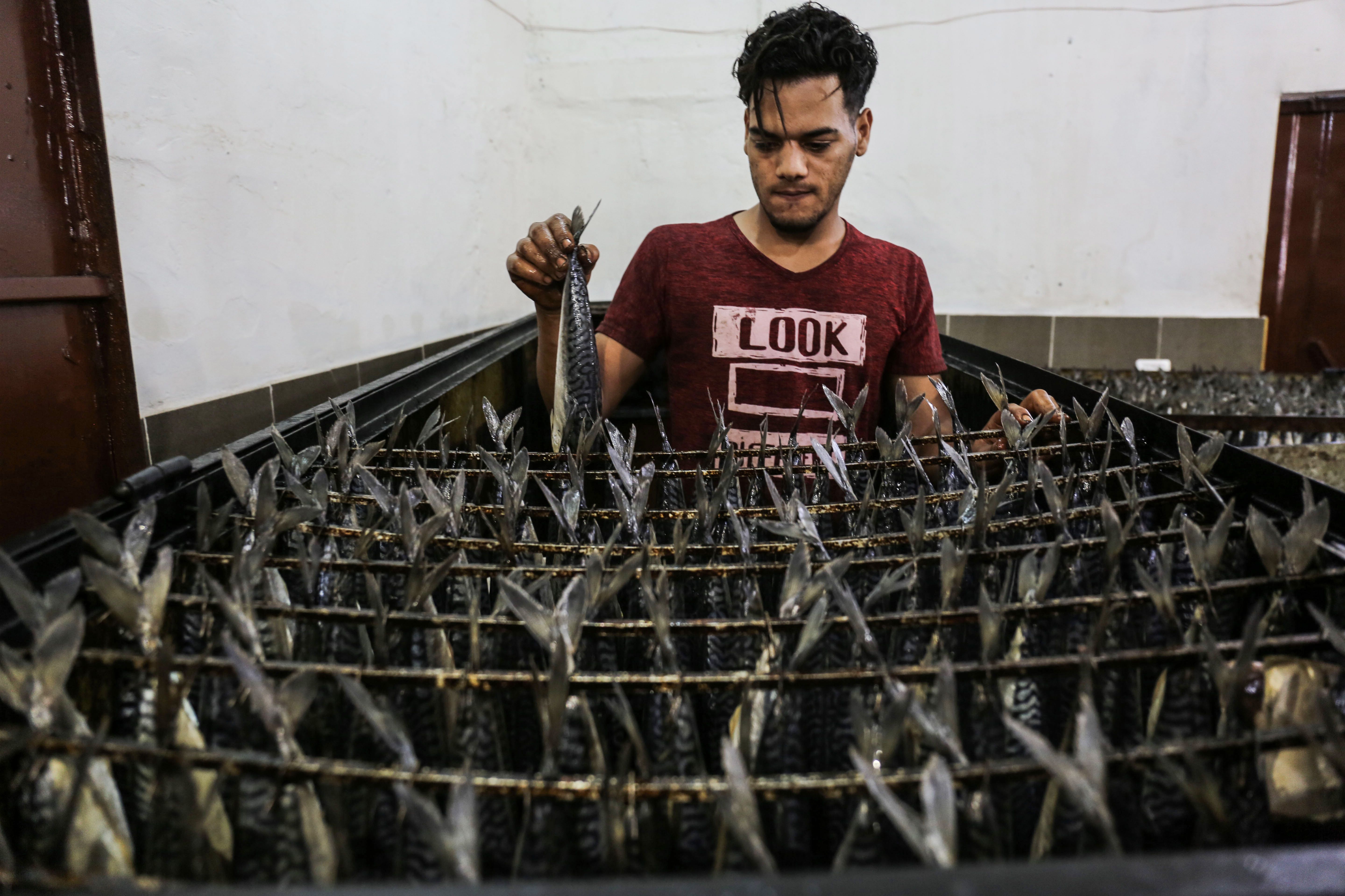 فلسطينى يجهز أسماك الماكريل فى غزة