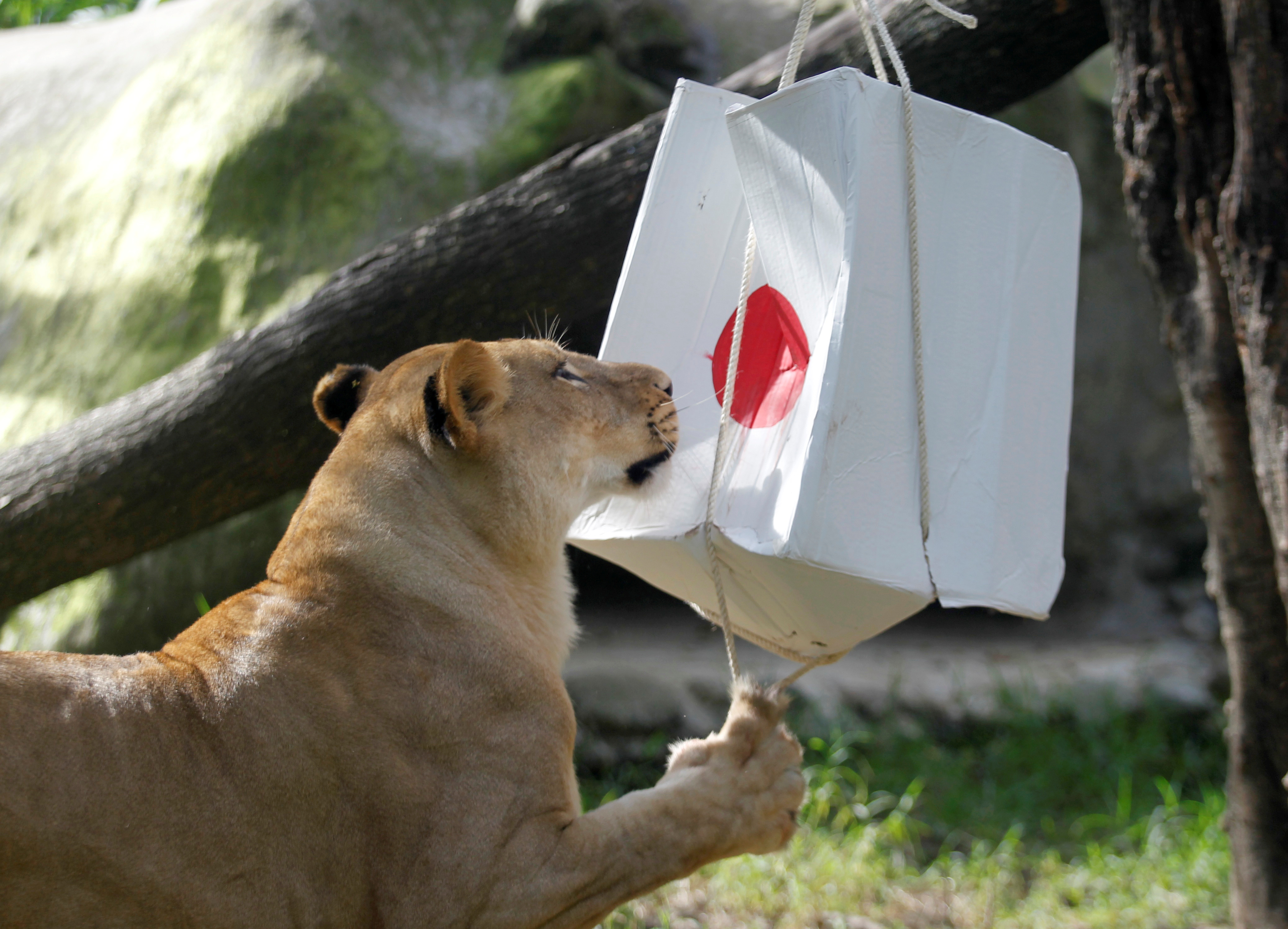 النمر أمام علبة عليها علم اليابان