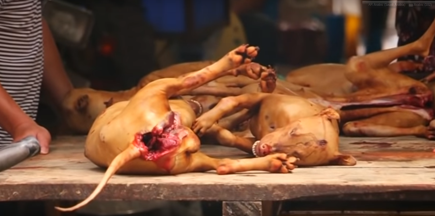 لحم الكلاب فى الصين