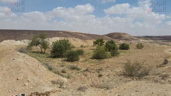 مياه-السيول-خير--يحول-صحراء-سيناء-لمزارع-خضراء-منتجة-(3)