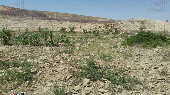 مياه-السيول-خير--يحول-صحراء-سيناء-لمزارع-خضراء-منتجة-(2)