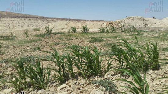 مياه-السيول-خير--يحول-صحراء-سيناء-لمزارع-خضراء-منتجة-(1)
