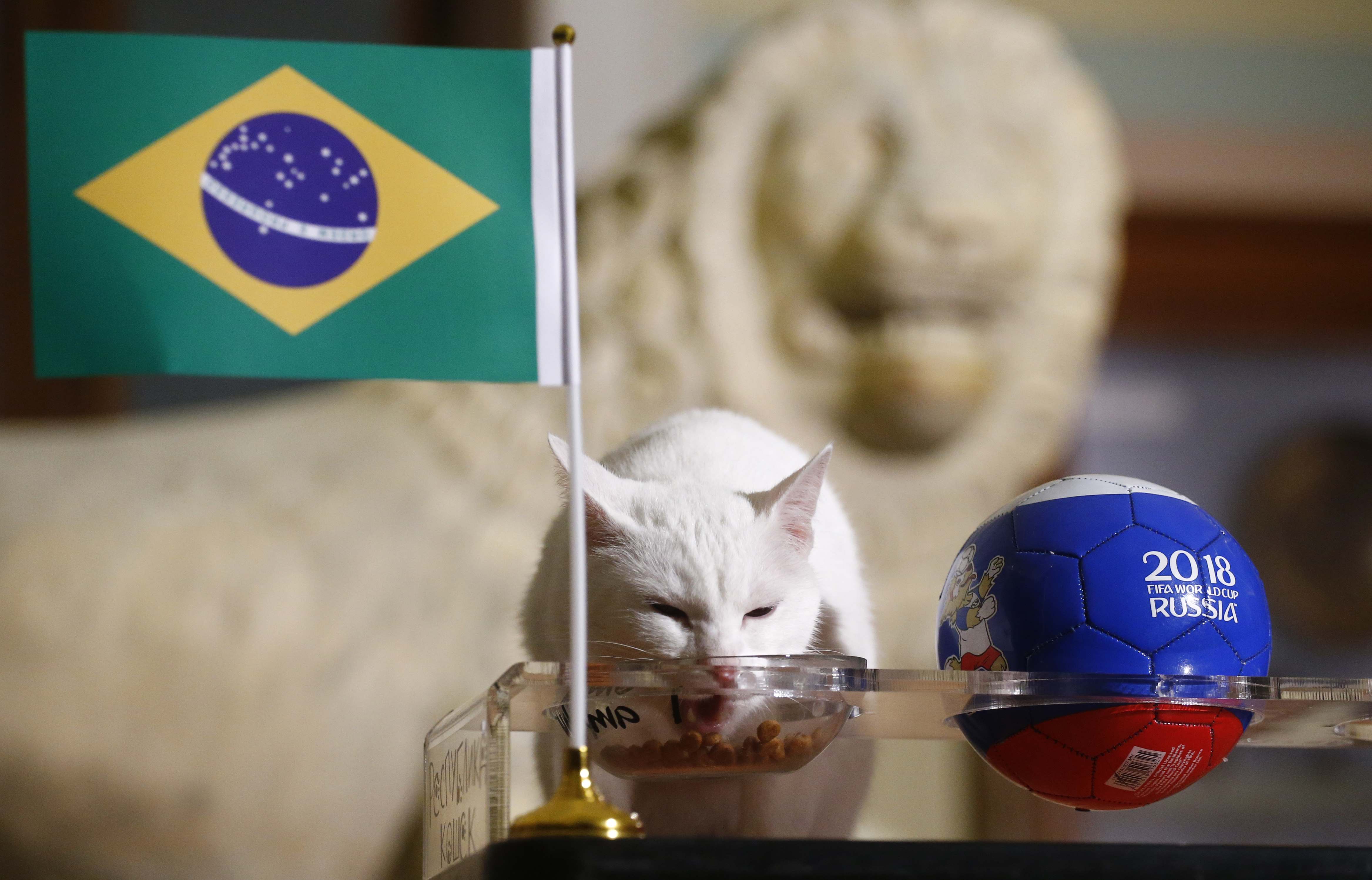 القط "أخيل" يتنبأ بنتيجة مباراة البرازيل وكوستاريكا