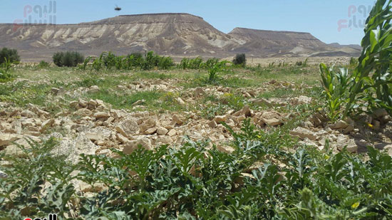 مياه-السيول-خير--يحول-صحراء-سيناء-لمزارع-خضراء-منتجة-(5)