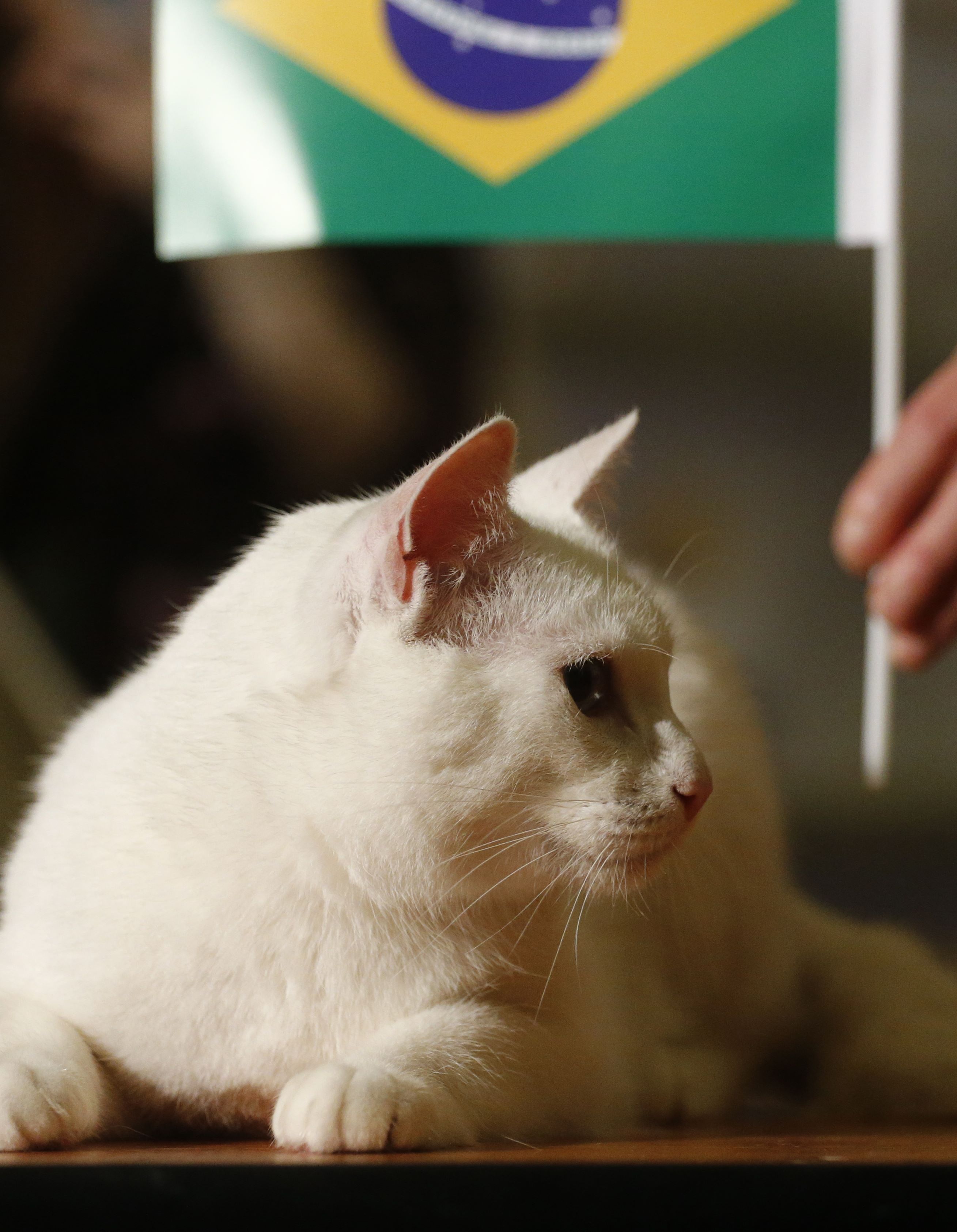 القط "أخيل" يتنبأ بفوز منتخب البرازيل أمام كوستاريكا