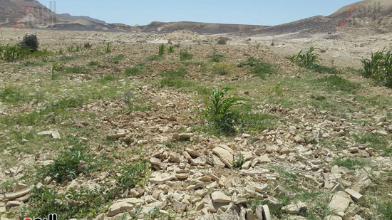مياه-السيول-خير--يحول-صحراء-سيناء-لمزارع-خضراء-منتجة-(9)