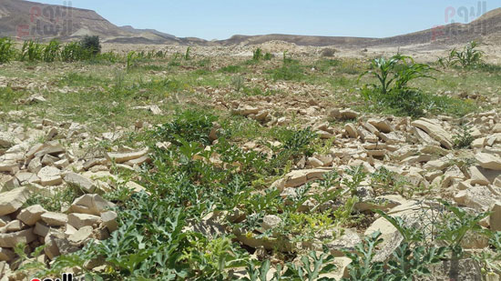 مياه-السيول-خير--يحول-صحراء-سيناء-لمزارع-خضراء-منتجة-(7)