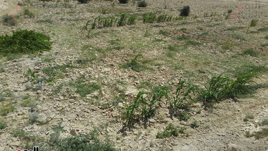 مياه-السيول-خير--يحول-صحراء-سيناء-لمزارع-خضراء-منتجة-(8)