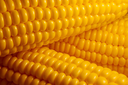 corn 4
