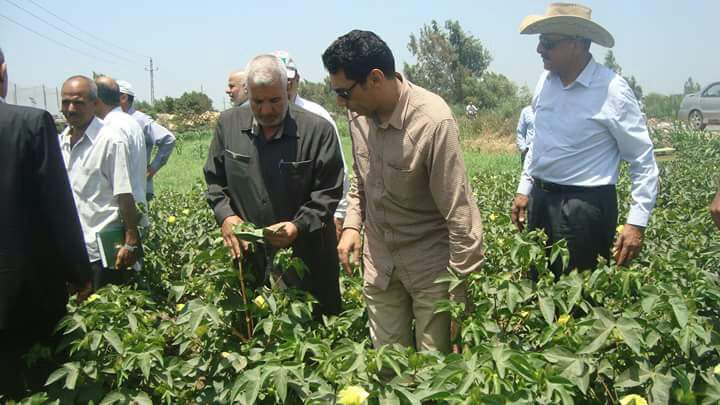 ممدوح السباعى والقطن