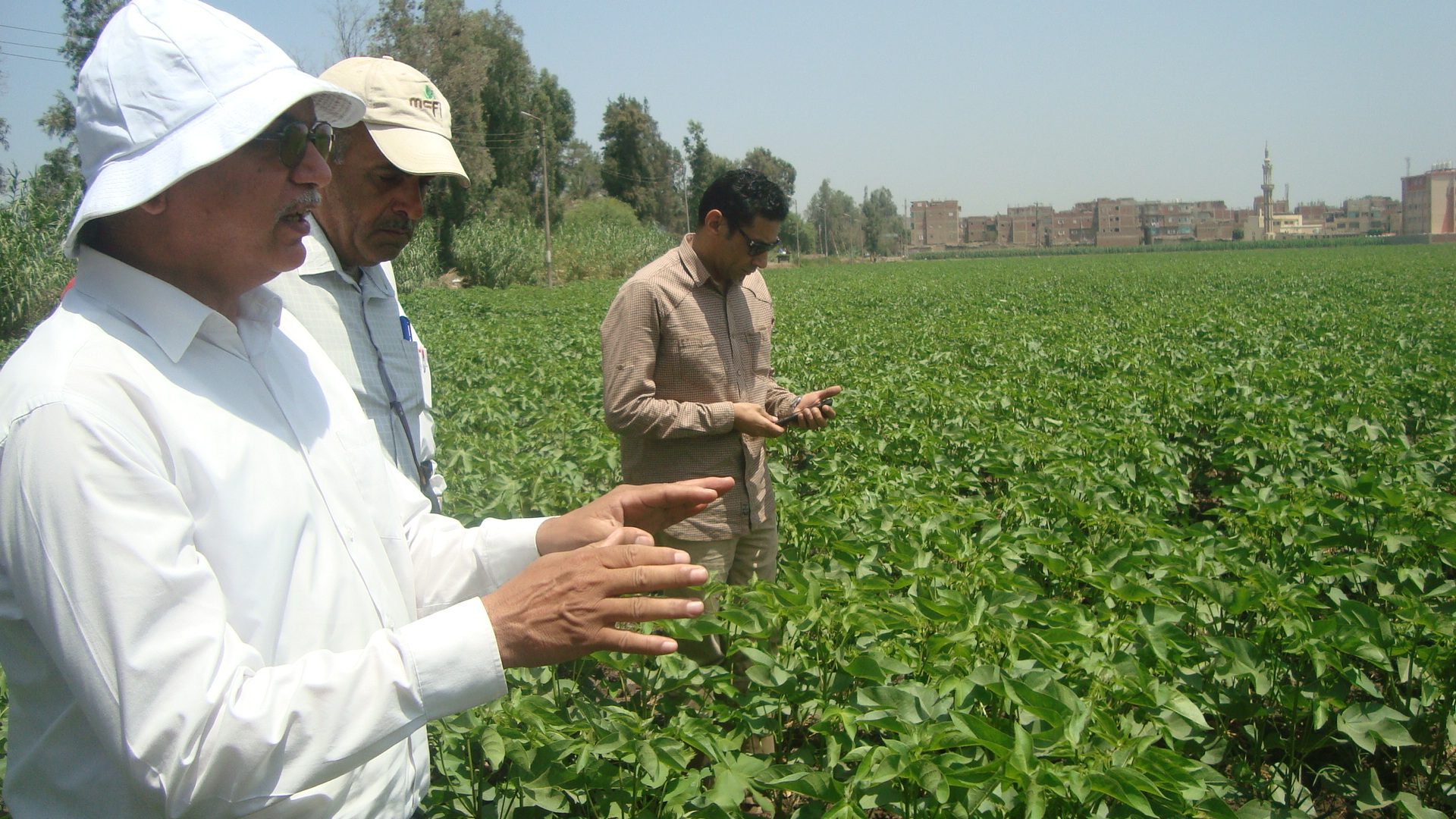 الدكتور عباس الشناوى  رئيس قطاع الخدمات الزراعية   يتفقد محصول القطن