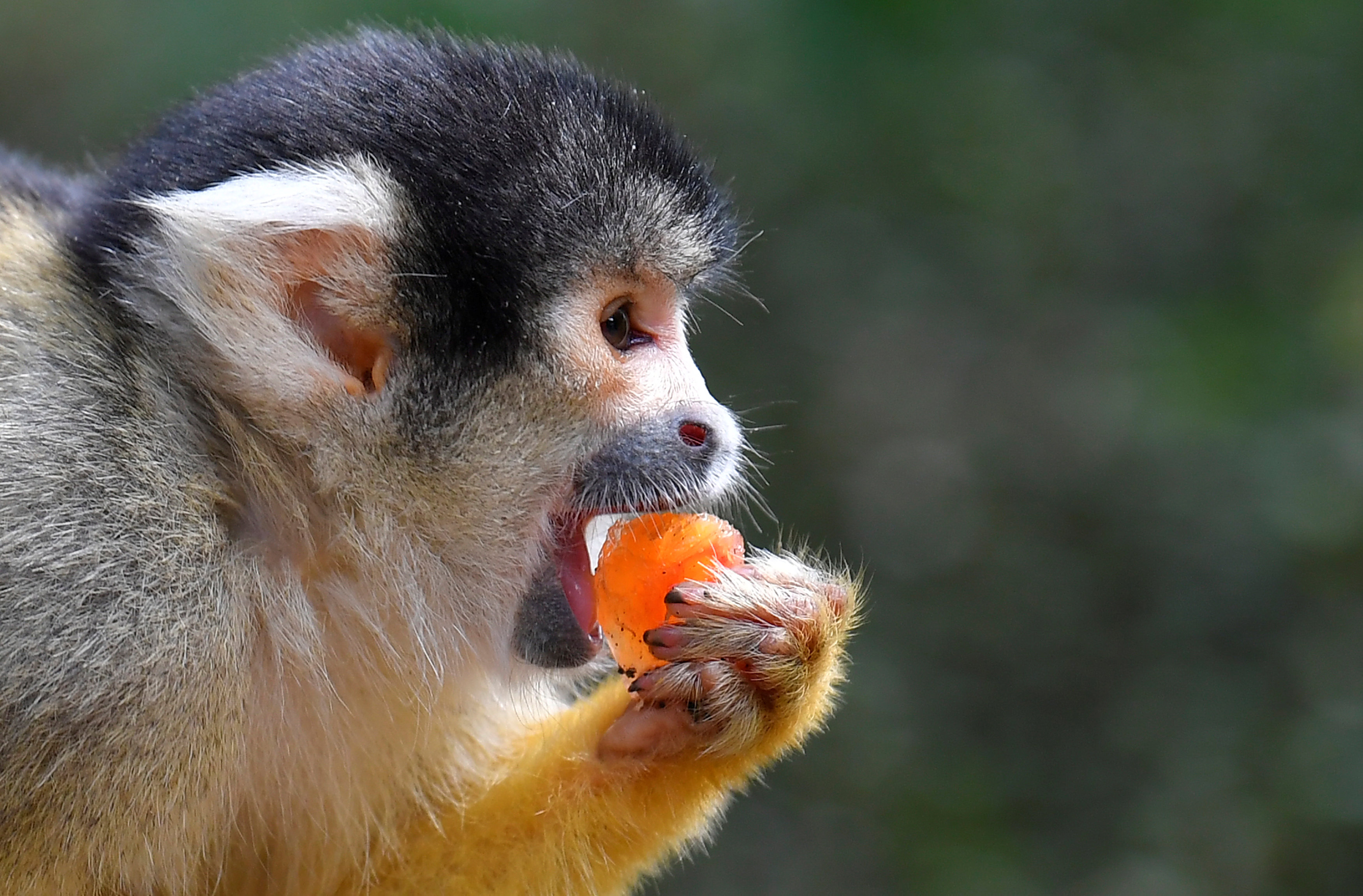 أحد القرود يتناول توت مثلج