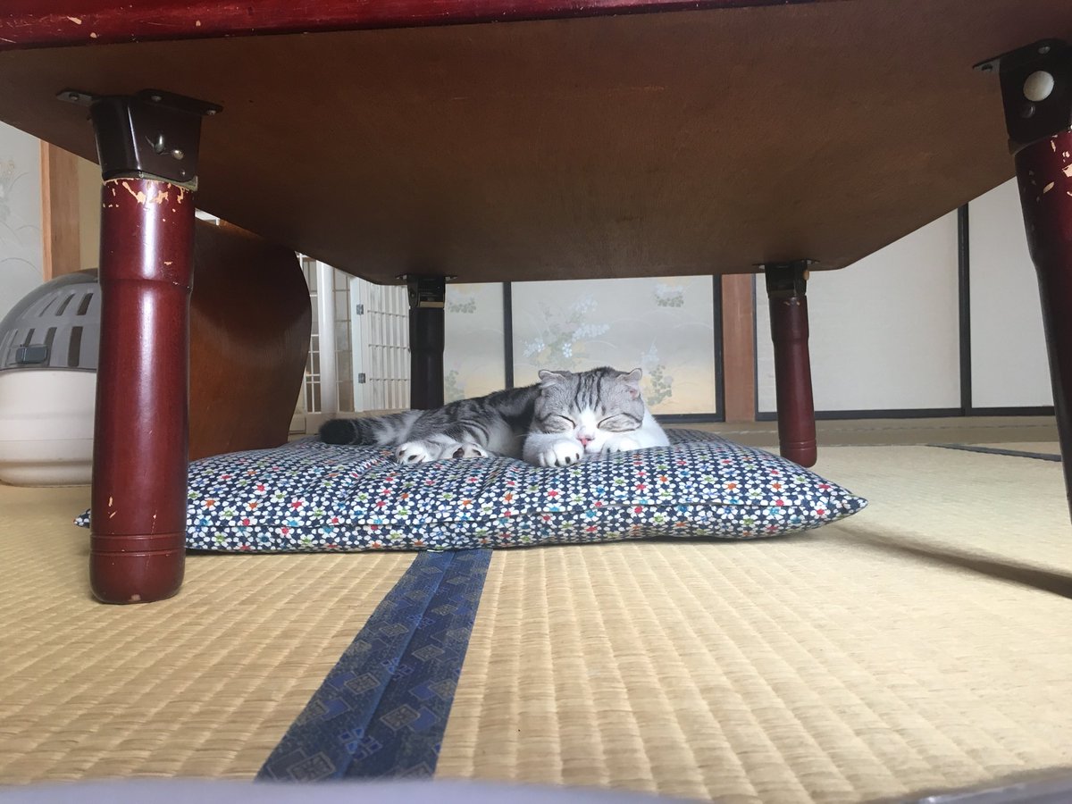 أماكن نوم القطط