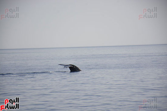 الحوت الأزرق بمياه البحر الأحمر