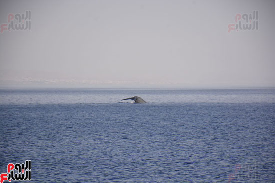 الحوت الأزرق بجنوب سيناء