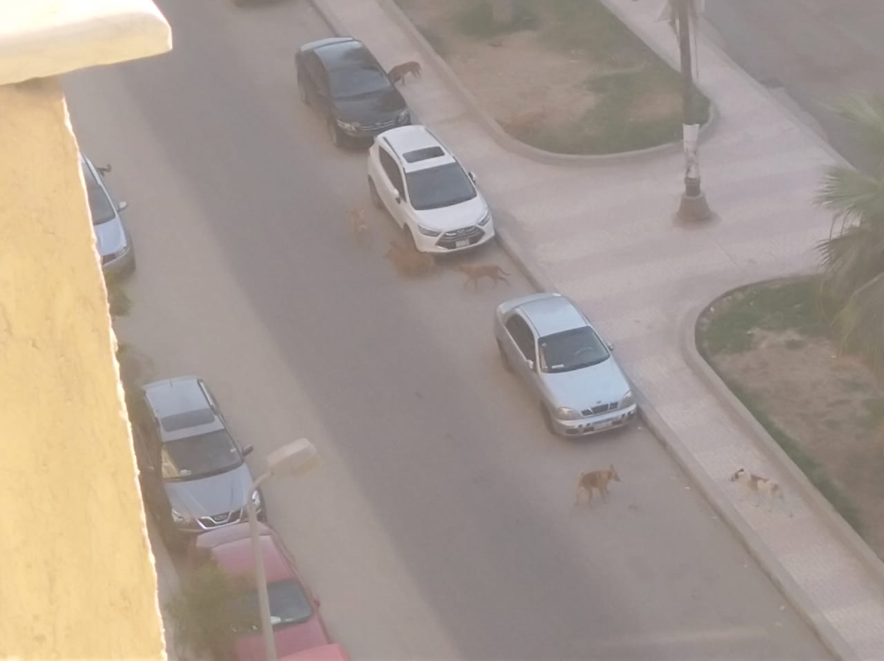 الكلاب الضالة غرب الإسكندرية  (3)