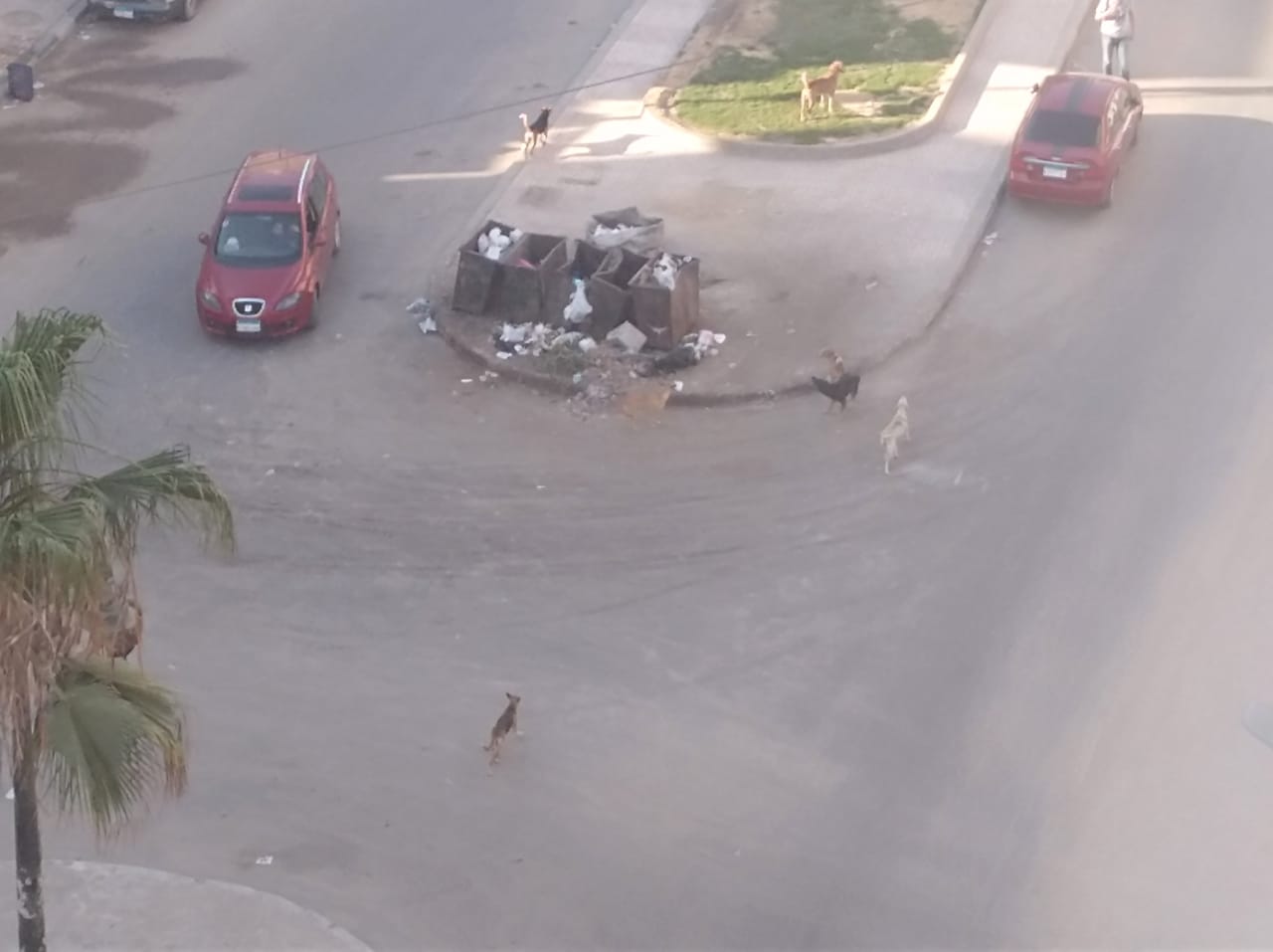 الكلاب الضالة غرب الإسكندرية  (2)