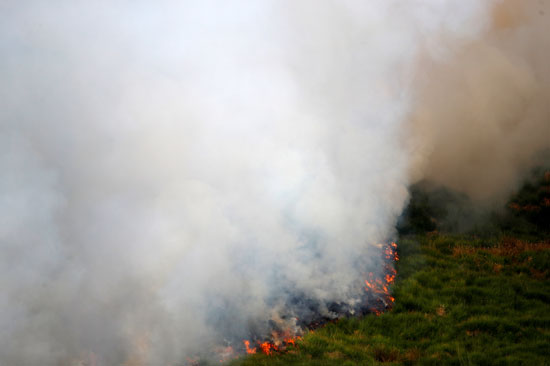 النيران تلتهم الأشجار والمساحات الخضراء فى بريطانيا
