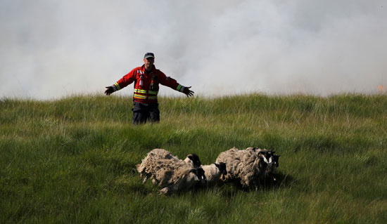 رجل إطفاء يبعد الأغنام عن موقع الحريق فى بريطانيا